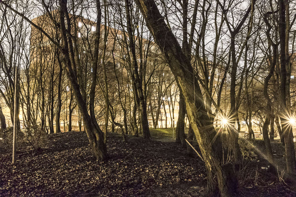 Lumières sous bois - Image 3