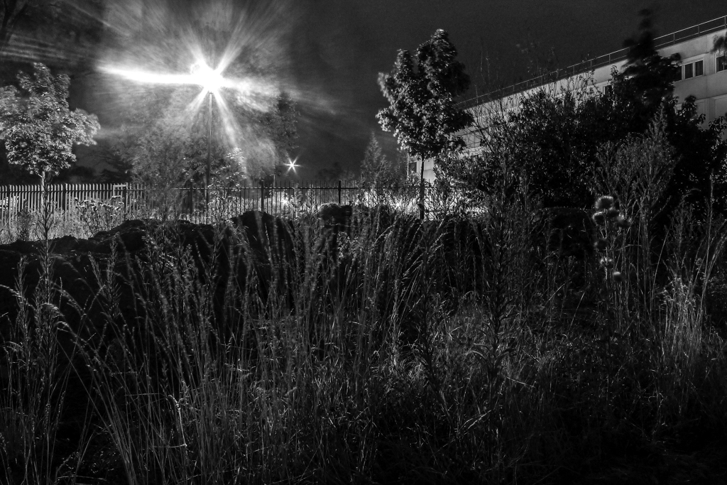 Les herbes hautes. La cité derrière.